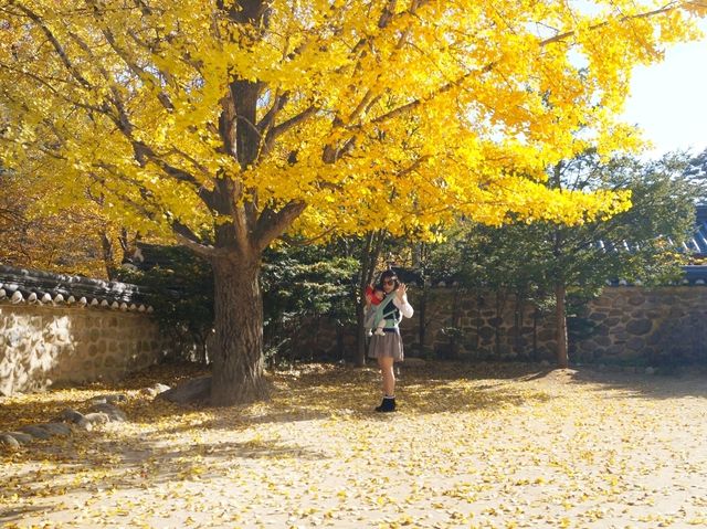 은행잎이 노랗게 물든 영주선비촌🍂가을 산책
