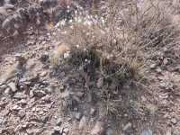 Amidst the Gobi Danxia: A Trail Through Silence