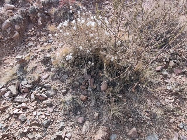 Amidst the Gobi Danxia: A Trail Through Silence Amidst the Gobi Danxia: A Trail Through Silence