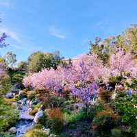 Sakura Serenity: A Solo Escape in San Diego