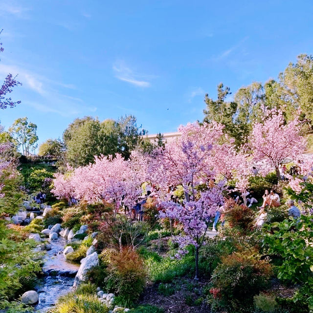 Sakura Serenity: A Solo Escape in San Diego