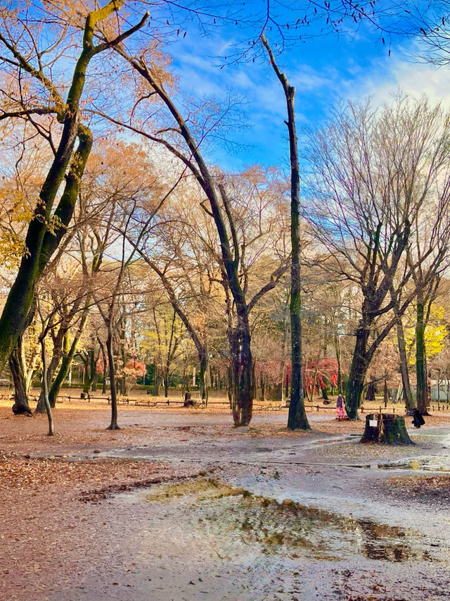 🍁 도쿄의 가을을 담은 이노카시라 시공원 산책 🇯🇵🍂