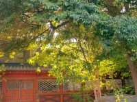 🌸 Nezu Shrine – A Serene Escape in Tokyo’s Old Neighborhood