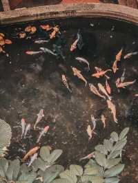 A Heartwarming Encounter with Nature – Feed the Fish @ 1 Utama Wildlife Conservation Efforts