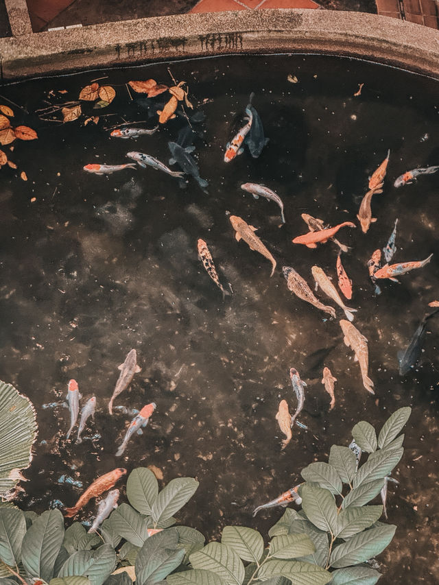 A Heartwarming Encounter with Nature – Feed the Fish @ 1 Utama Wildlife Conservation Efforts A Heartwarming Encounter with Nature – Feed the Fish @ 1 Utama Wildlife Conservation Efforts