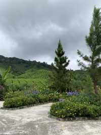 Cameron Highlands Short But Memorable Trip ✨