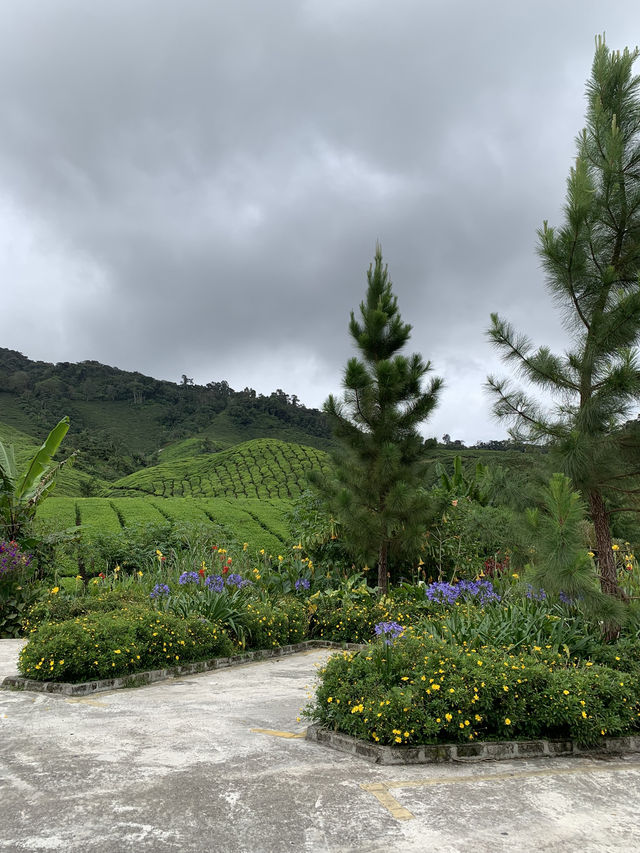 Cameron Highlands Short But Memorable Trip ✨