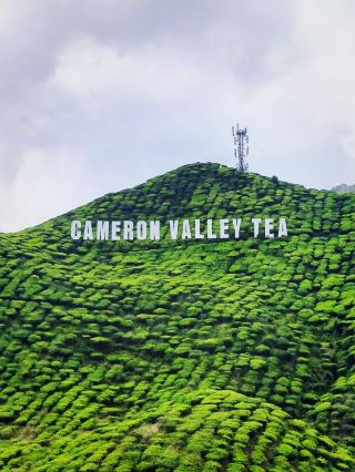 캐머런 하이랜드 - 차, 딸기 & 경치 좋은 휴양지 🍂🍓🍵