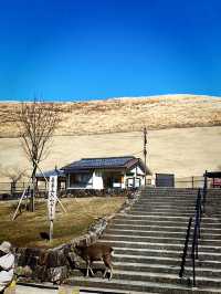 金色草原上的奈良若草山之夢 🌾🌅