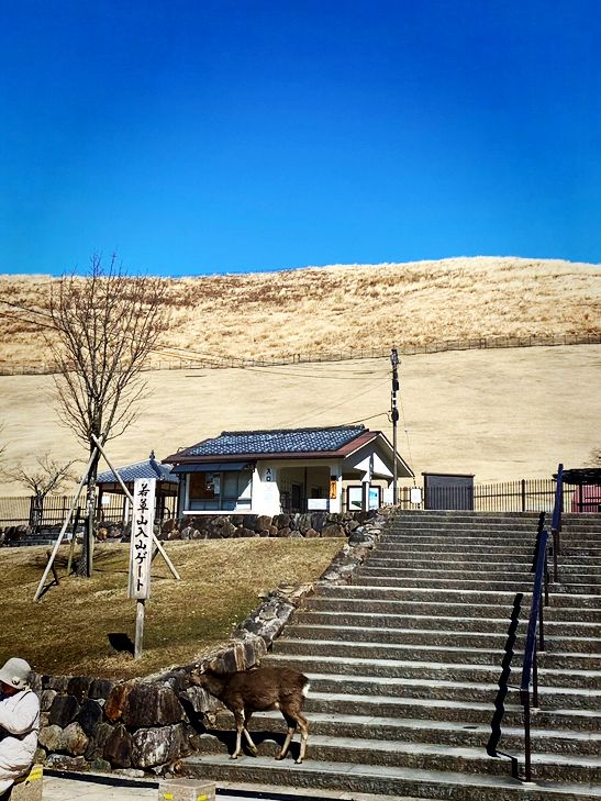 金色草原上的奈良若草山之夢 🌾🌅