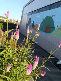 台北 電影街 萬華茶室 101建築