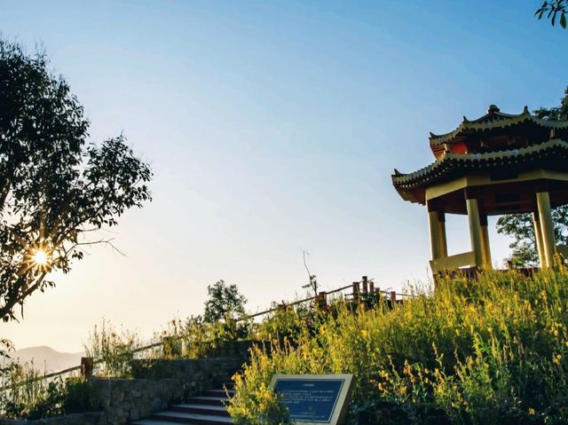 “ดอยแม่สลอง…สัมผัสหมอก อากาศดี และวิวหลักล้าน”🌄