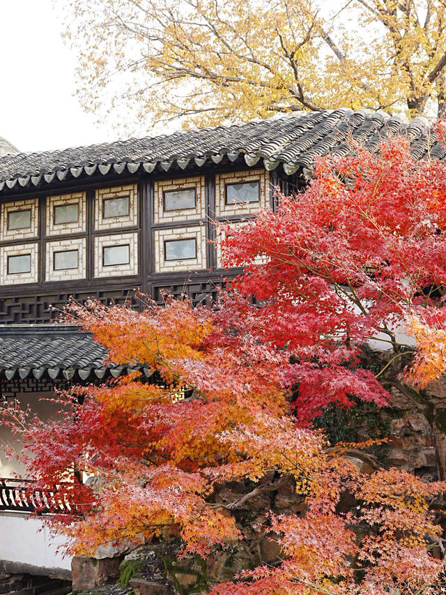 【拙政园】蘇州の秋を象徴するような🍁穏やかで美しい時間でした🍁 【拙政园】蘇州の秋を象徴するような🍁穏やかで美しい時間でした🍁