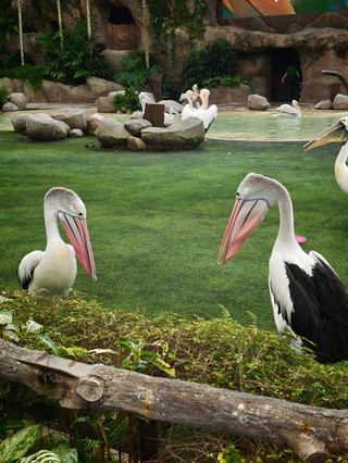 Mandai Bird Paradise
