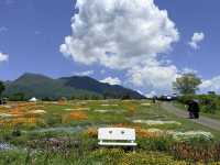 เที่ยวฟุกุโอกะ คิวซู ญี่ปุ่น Spring at Kyushu 2026