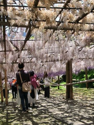 Purple Fairyland | Trip.com Kitakyushu City
