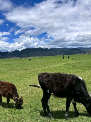 Zhaosu Grassland — A Place I Dream of Visiting