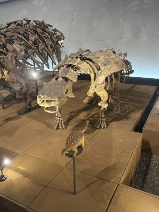 [Fukui] It's like stepping back in time to ancient Earth! The Fukui Prefectural Dinosaur Museum will captivate adults too.