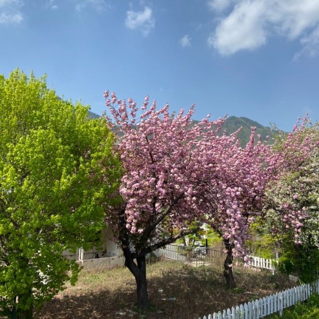완주에 있는 대둔산 등반하면서 꽃구경