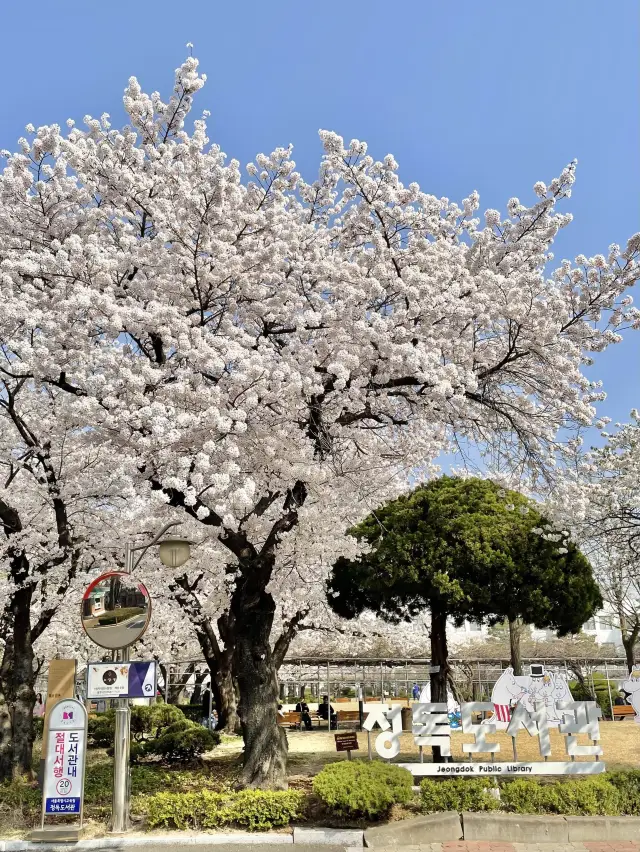 벚꽃 시즌 가장 예쁜 정독도서관🌸