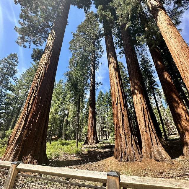 Yosemite NP was surreal!! 