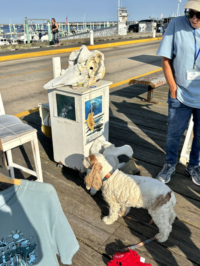 🇺🇸一眼心動的波士頓周邊小鎮Provincetown