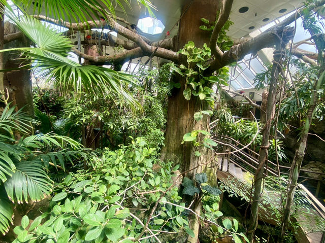 ✨🦜我在紐約中央公園動物園觀雀的樂趣✨