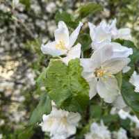 Spring Time in Greifswald… Germany 