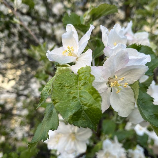 Spring Time in Greifswald… Germany 