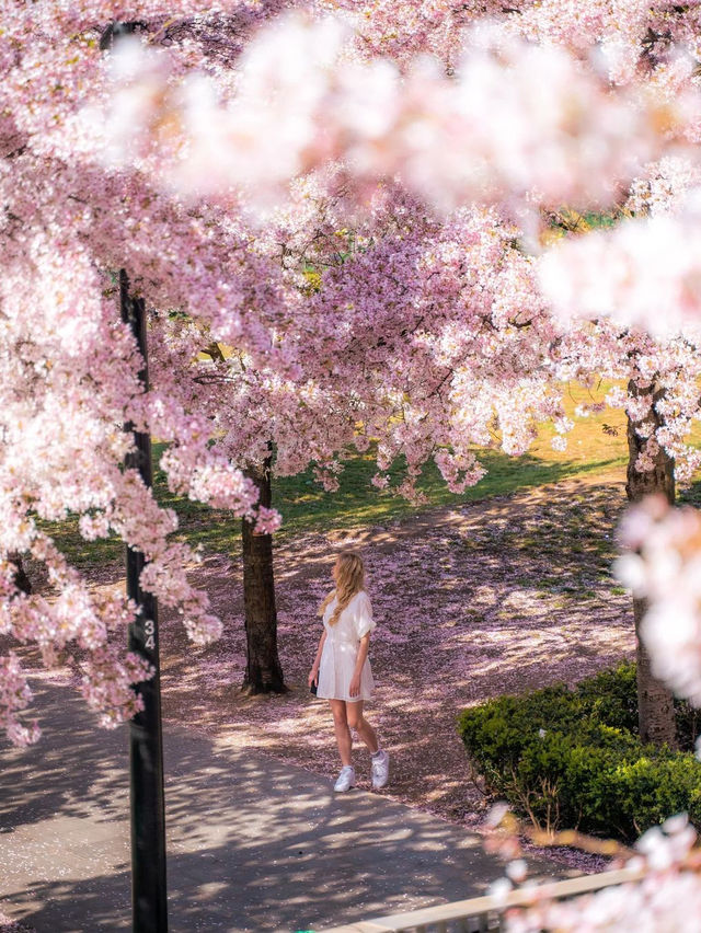 🩷 스위스 코티지 오픈 스페이스 🌸  Swiss Cottage open space