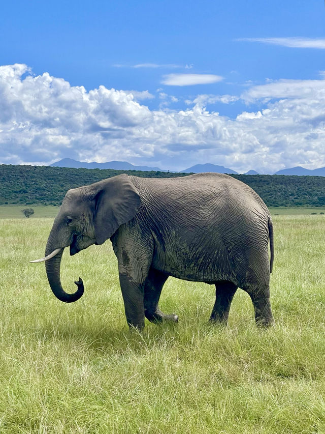 📍Plettenberg Bay Game Reserve, South Africa 🦓