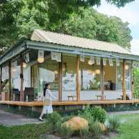 Litchi trees house 🏡 