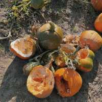 Pumpkin Patch Perfection: Halloween at Tulleys Farm