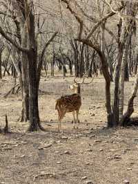 Wildlife Spotting in India 🐅