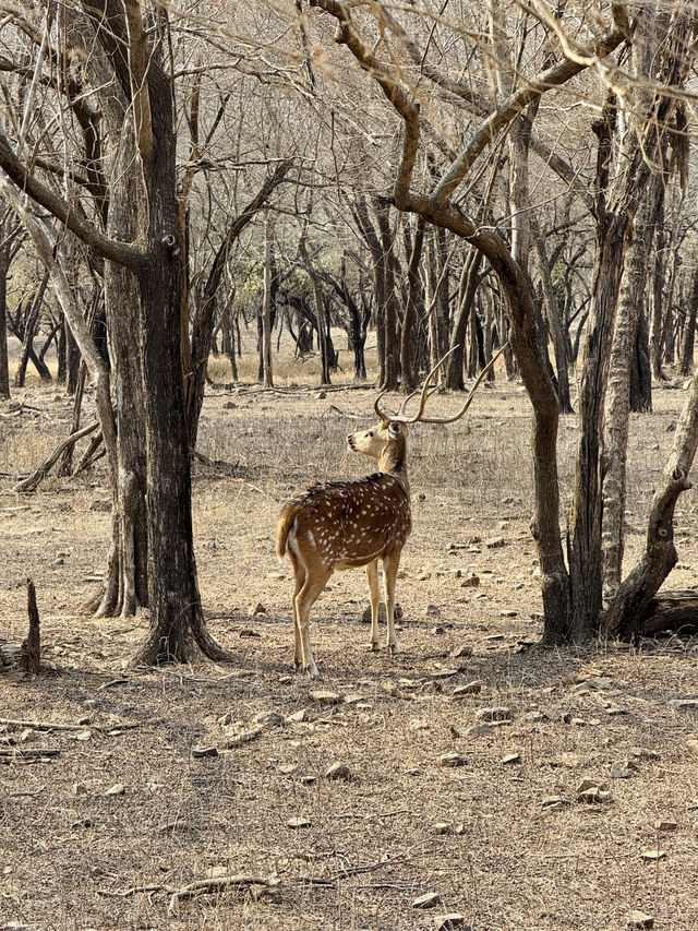 Wildlife Spotting in India 🐅