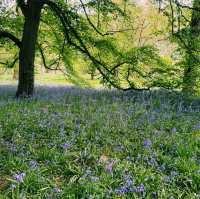 🌿 Kew Gardens, London: Nature’s Crown Jewel in the City