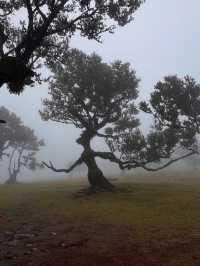 🌺 Madeira, Portugal – Europe’s Garden Island & Hiking Paradise