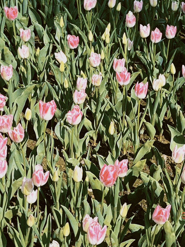 Istanbul Day Trip Itinerary - SPRING EDITIONN 🌸🌷