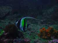 Diving into Ko Phi Phi