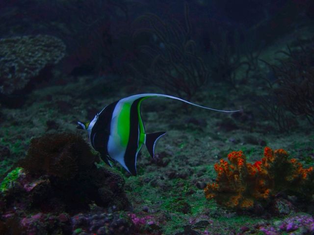 Diving into Ko Phi Phi
