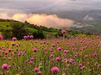 In the calm waters of Iran’s wetlands, beauty blooms quietly.