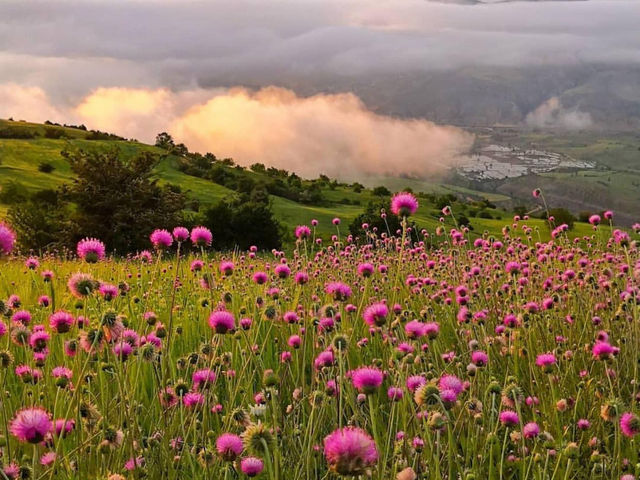 In the calm waters of Iran’s wetlands, beauty blooms quietly.  In the calm waters of Iran’s wetlands, beauty blooms quietly.