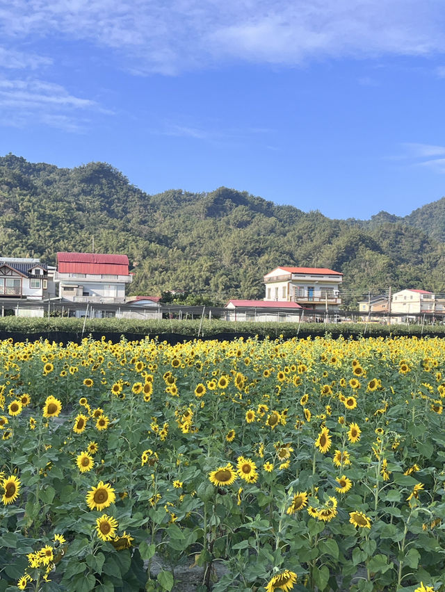 美濃花海漫遊美照隨手拍 美濃花海漫遊美照隨手拍