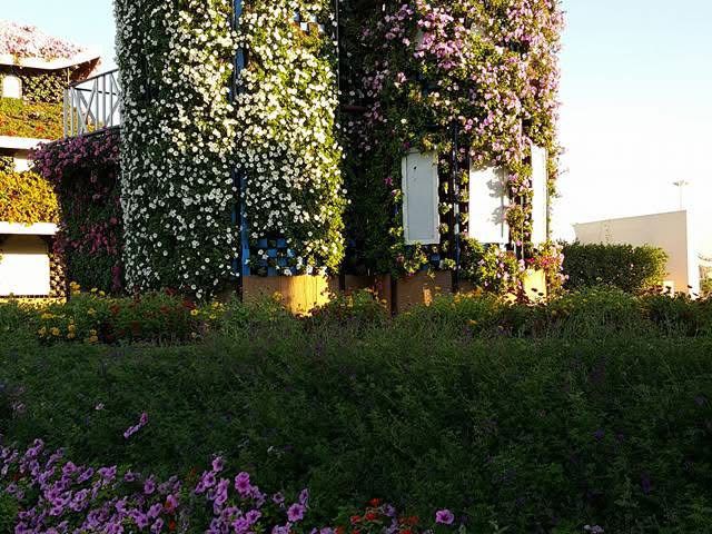 Where Dreams Bloom: Dubai Miracle Garden 🇦🇪