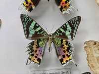 Tadas Ivanauskas Zoological Museum