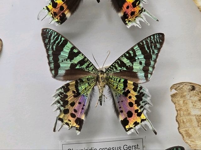 Tadas Ivanauskas Zoological Museum