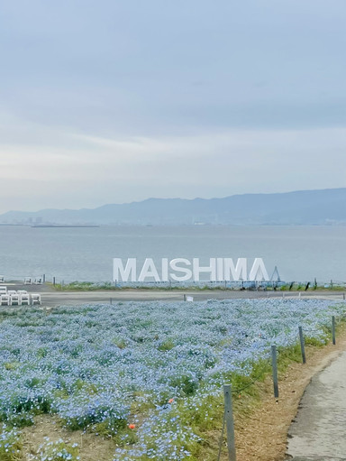 🌸 Maishima Seaside Park Nemophila Festival Guide: Osaka's Sea of