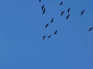 Ready to experience one of Eastern Europe’s most underrated wildlife gems? 🕊️📸 Vitebsk Region in Belarus offers pure birdwatching magic, especially in late summer when the magnificent cranes make their appearance. Here’s your quick guide to the region’s must-see birding spots and how to make the most of your visit!

Top Birdwatching Spots in Vitebsk Region:
1. Berezinsky Biosphere Reserve (Vulitsa Domashany, 13, Domashany 211187; open daily 8am–5pm): This biodiverse paradise is famous for its wetlands and, come August–September, hosts incredible flocks of cranes preparing for migration. Bring your binoculars for the sunrise—crane calls over the misty marshes are unforgettable.
2. Elnya Bog (located near Elnya village, open access but best visited during daylight): This massive peat bog is a birdwatcher’s dream. Crane numbers peak during late August, so plan a morning hike. Don’t forget sturdy boots!
3. Lake Osveya (near Osveya village): The open lake attracts loads of waterfowl, but the true stars are the cranes roosting in nearby meadows. Evenings are magical for spotting and photographing them.

Personal Tips:
· Cranes are most active at sunrise and sunset—schedule your visits accordingly for those amazing golden hour shots.
· In August and September, mornings can be chilly but mosquitoes are still around. Long sleeves + bug spray = happy birding.
· Some areas are remote, so pack snacks and water, and use trip.com to reserve nearby hotels if you want to catch those early flights of cranes.

Getting Around Vitebsk Region:
Renting a car is the smoothest option—roads are decent and key spots are spread out. Public transport is limited to larger towns.

Foodwise, local cafes and “khutor” farmhouse-style spots serve hearty Belarusian fare—don’t miss draniki (potato pancakes) after a long day on the trails!

#VitebskBirding  #WildBelarus  #CranesOfBelarus 