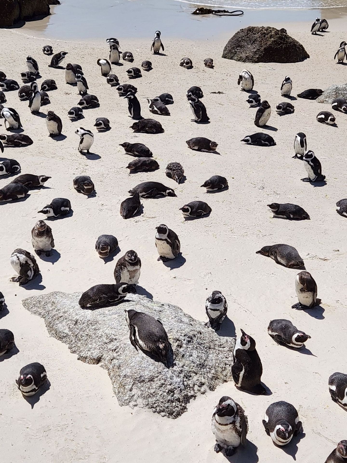 Cape Town and Surroundings for Just $180, Including the Cape of Good Hope, Penguins, and Wine Tastings