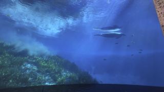 I loved the Aquarium at the Orlando MCO airport!♥️